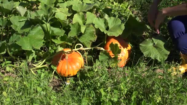 női gazda kiválasztásában sütőtök növényi növény betakarítása Halloween nap. 4k - Felvétel, videó