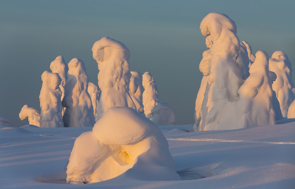 Сильные снегопады и деревья, застрявшие вокруг снега. Феномен глобального потепления
. - Фото, изображение
