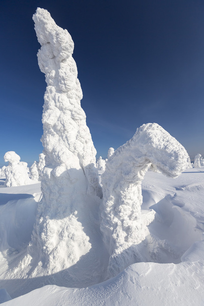 Starke Schneefälle und Bäume, die von Schnee umgeben sind. Phänomen der globalen Erwärmung. - Foto, Bild