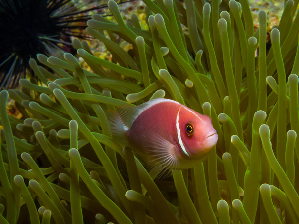 Clownfish mouffette rose (Amphiprion perideraion)
) - Photo, image