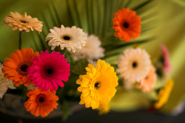 renkli gerbera çiçekleri - Fotoğraf, Görsel