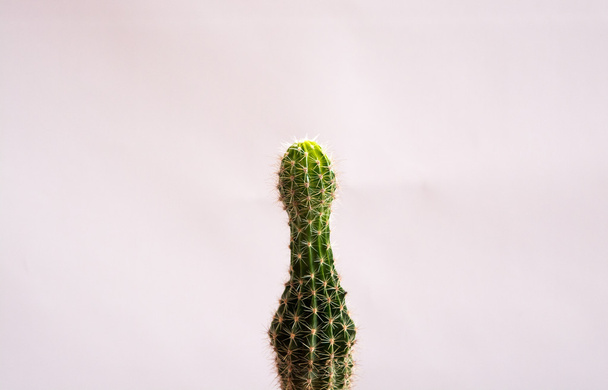 поодинці зелений кактус
 - Фото, зображення