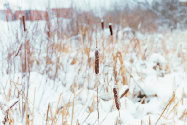 Winter landscape in the village - Zdjęcie, obraz