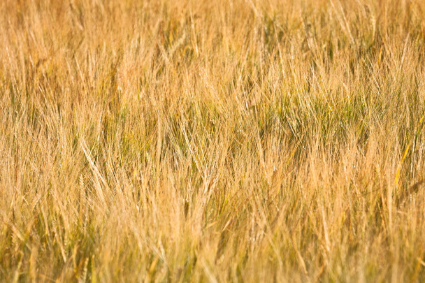 Beautiful wheat field in summer season - Photo, Image