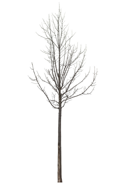 Naakte boom op wit - Foto, afbeelding