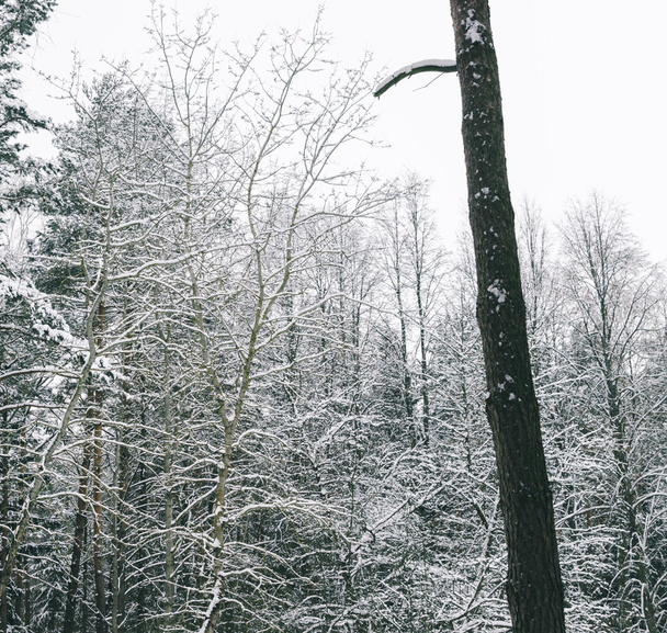Winter Landscape In Forest - Foto, Imagem