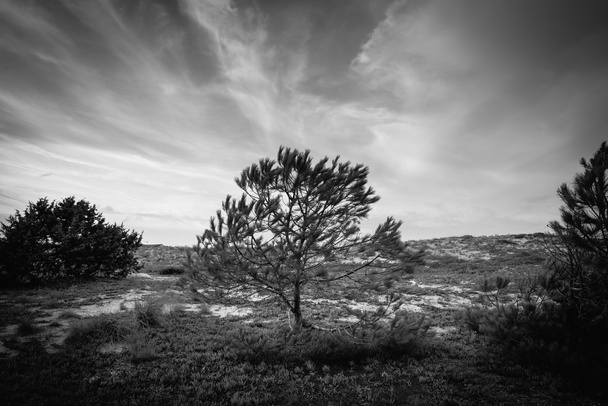 Árvore em pinhal na Sardenha
 - Foto, Imagem