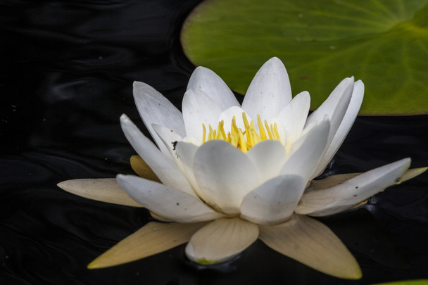 lirio de loto blanco con gotas de agua
 - Foto, Imagen