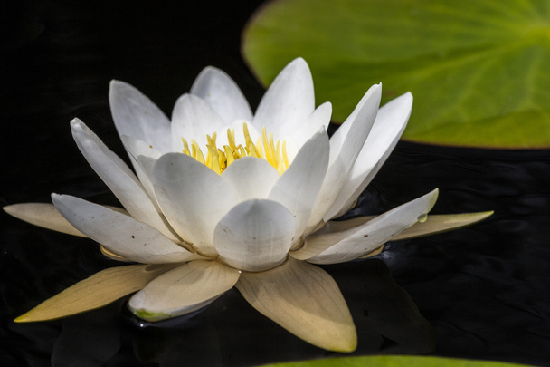 fehér lótuszvirág vízcseppekkel - Fotó, kép