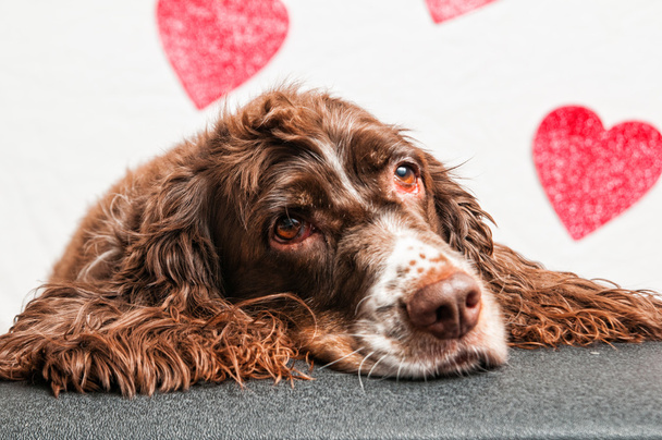 Valentine hond met hart achtergrond - Foto, afbeelding