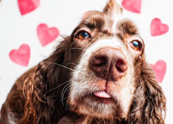 Háttér szív Valentin kutya - Fotó, kép