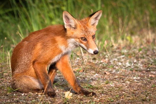 red fox in wildlife - Photo, Image