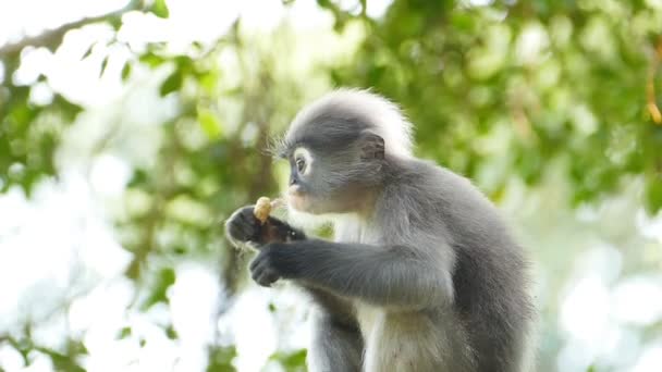 Spectacled langurs in nature. - Footage, Video