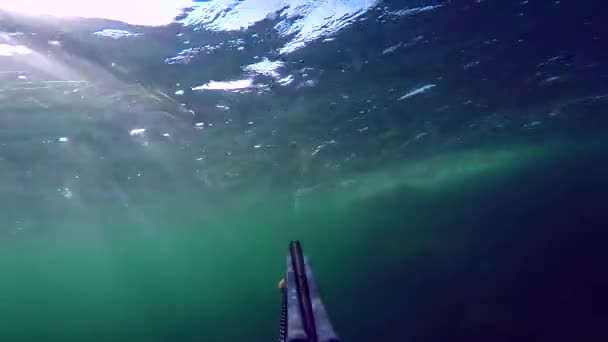 Man zwemmen en Speervissen in de mediterrain zee. Free diving spearfisher handling de speargun terwijl hij naar het oppervlak duikt. Gaan door hardcore algen en zie gras. Met geluid. - Video