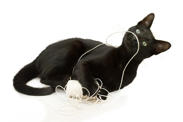 Black cat and string. - Photo, Image