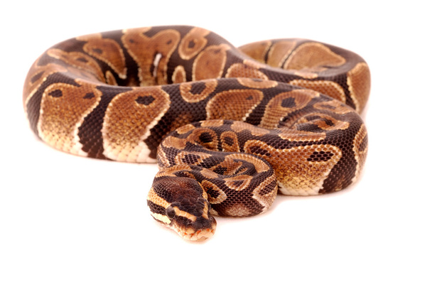 Královská python - Fotografie, Obrázek