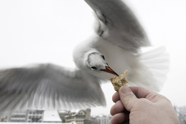 Syöttävä lentävä lintu
 - Valokuva, kuva