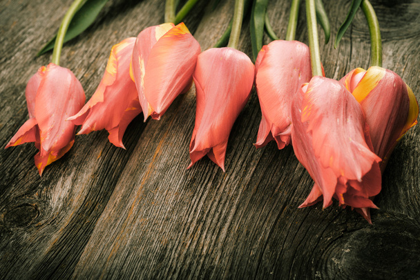 fresh spring pink tulips - Фото, изображение