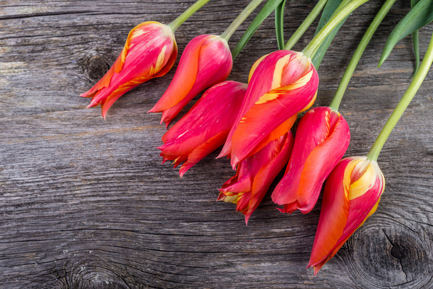 fresh spring pink tulips - Foto, Imagem
