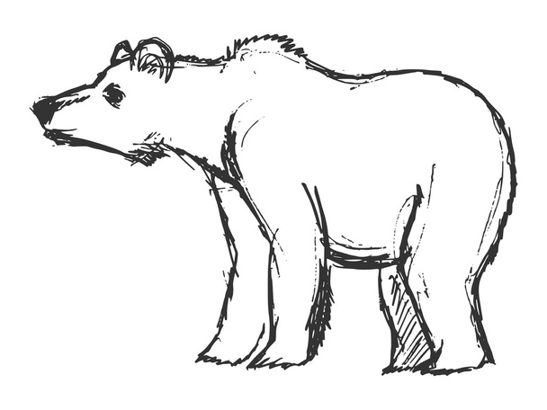 hand drawn, grunge, sketch illustration of bear - Vector, Image