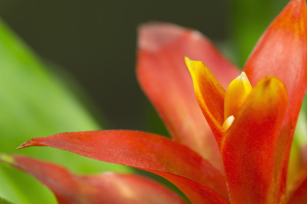 Guzmania vörös virág - Fotó, kép
