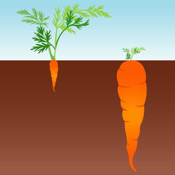 Grote en kleine wortel - Vector, afbeelding
