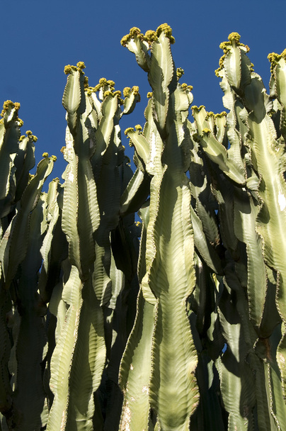 Kaktus - Fotografie, Obrázek