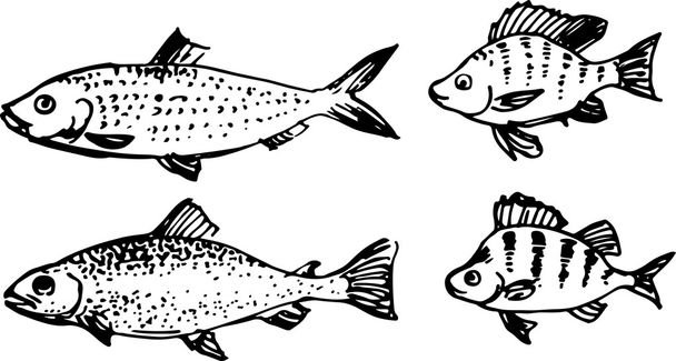 Set di pesci. Illustrazione vettoriale
 - Vettoriali, immagini
