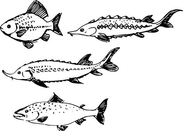 Fish set. Vector illustration - Vector, Image