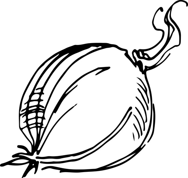 Onion. Vector illustration - Vector, Image
