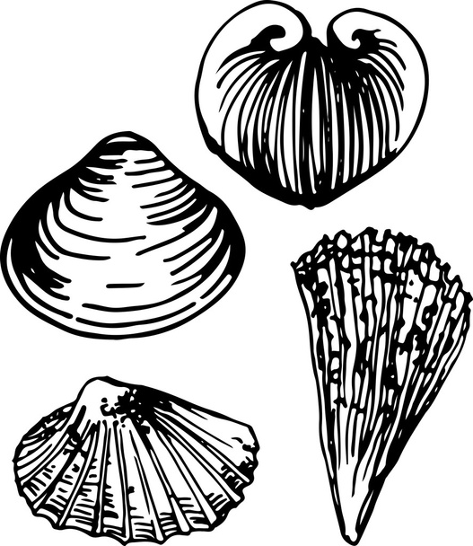 Shell set. Vector illustration - Вектор,изображение