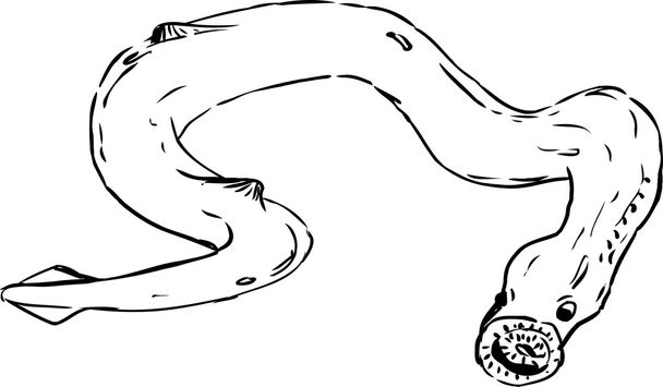 One Outlined Lamprey - Vector, Image