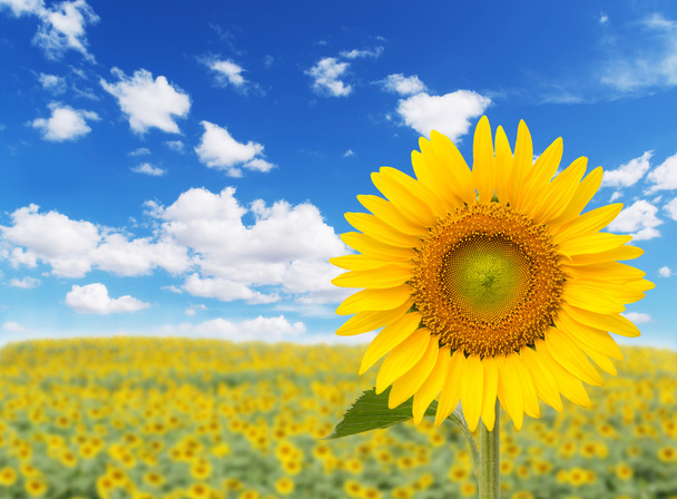 Beautiful landscape with sunflower field over cloudy blue sky  - Photo, Image
