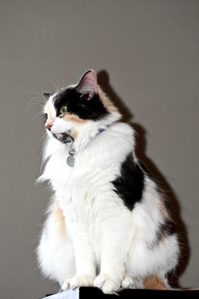 Magnifique chat calico
 - Photo, image