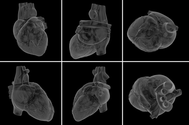 medical  illustration of the heart - Photo, Image