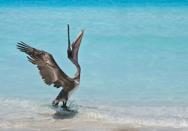 Танцующий пеликан
 - Фото, изображение