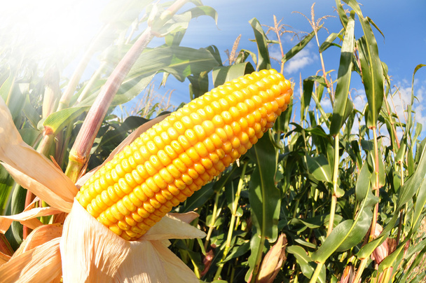kukorica a területen - Fotó, kép