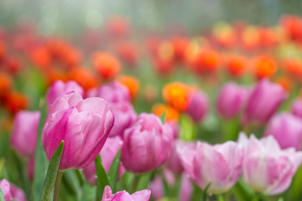 cute pink tulip in garden - Φωτογραφία, εικόνα