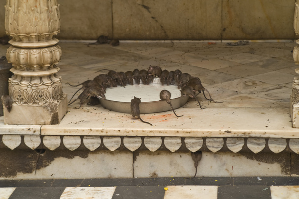 Крысиный храм
 - Фото, изображение
