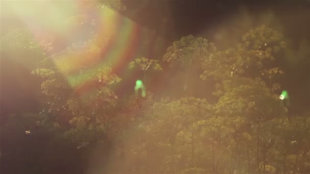 Im Wind zitternde Feldblumen unterstrichen durch Sonnenschein 4k. Zeitraffer - Filmmaterial, Video