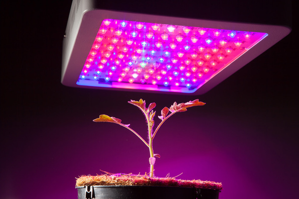 jonge tomatenplant onder Led licht groeien - Foto, afbeelding