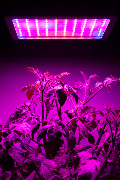 planta de tomate maduro bajo led crecer la luz
 - Foto, imagen