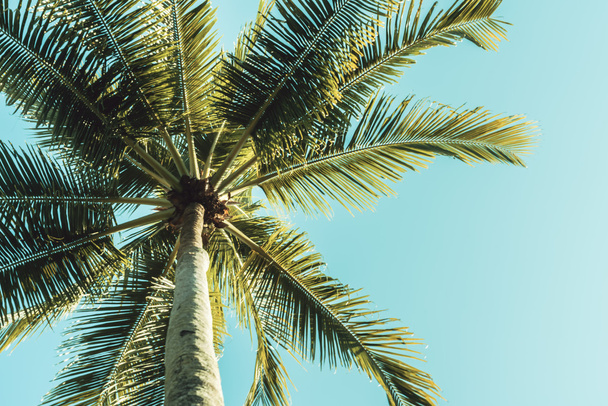 palmeira no céu
 - Foto, Imagem