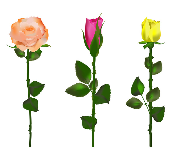 A set of three roses - Διάνυσμα, εικόνα