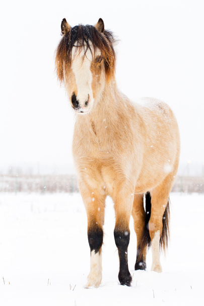 Paard op de winter - Foto, afbeelding