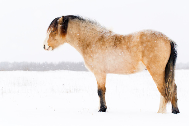 cavalo no inverno
 - Foto, Imagem