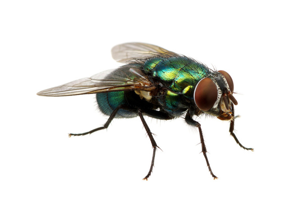mosca verde sobre blanco
 - Foto, Imagen