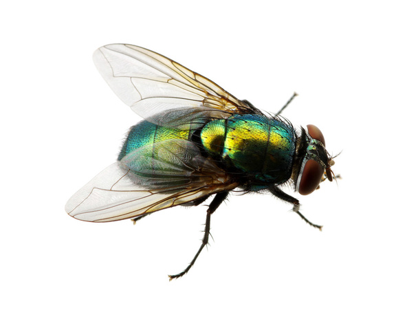 mosca verde no branco
 - Foto, Imagem