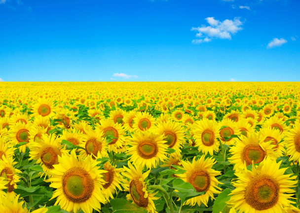 zonnebloemen veld op sky - Foto, afbeelding