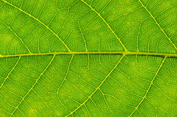 Textura de hoja verde
 - Foto, Imagen